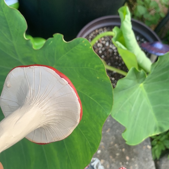 MUSHROOM ๐ Garden Stakes w/ SPOTS! Set of 3 - Picture 6 of 14